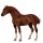 Riding Horse Quarter Horse Chestnut