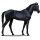 Riding Horse Thoroughbred Black