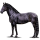 Riding pegasus Lusitano Black