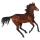 Riding Horse Mustang Cherry bay
