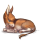 Âne Âne commun Marron