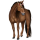 Riding Horse Thoroughbred Cherry bay