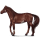 Jezdecký kůň Appaloosa Bay Snowflake