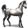 Riding Horse Arabian Horse Light Gray