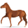 Riding Horse Thoroughbred Dark Bay