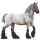 Kaltblut Shire Rappe