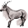Riding unicorn Marwari Cherry bay