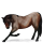 Pegasus-Reitpferd Araber Roan