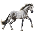 Reitpferd Englisches Vollblut Hellgrau