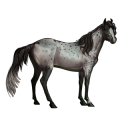 Cheval de selle Gris Clair