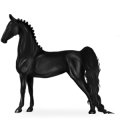 Jezdecký kůň Argentinský kreolský kůň Black Spotted Blanket