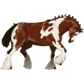 Draft horse Drum Horse Black Tovero