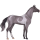 Reitpferd Appaloosa Schabrackenfuchs