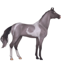 Cheval de selle Cremello