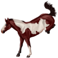 Riding Horse Quarter Horse Chestnut