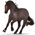 Reitpferd Araber Strawberry Roan