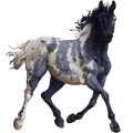 Draft unicorn Percheron Dapple Grey