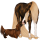 Pony Fjord Brunblakk