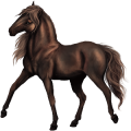 Sportló Tennessee Walker Fekete
