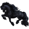 Cheval de selle Quarter Horse Bai Cerise