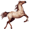 Riding Horse Nokota Black Overo