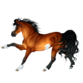Poni Fjord Brunblakk
