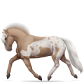 Poney Welsh Aubère