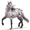 Cheval de selle Quarter Horse Alezan