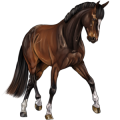 Reitpferd Appaloosa fuchsfarbener Leopard