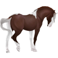 Cheval de selle Bai Brûlé