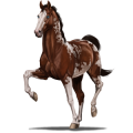Reitpferd Englisches Vollblut Cremello