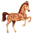 Reitpferd Argentinischer Criollo Dunkelfuchs mit heller Mähne