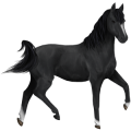 Pony Shetland Chestnut