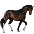Riding Horse Appaloosa Chestnut Blanket 