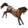 Cheval de selle Arabe Bai Brûlé