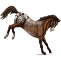 Ridhäst Trakehner Gulbrun