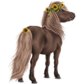 Pony Shetlandpony Roan