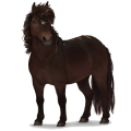 Kuc Haflinger Jasnokasztanowata