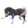Poney Shetland Bai Brûlé