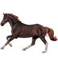Riding Horse German Saddle Horse Roan