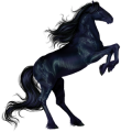 Riding Horse Finnish Black
