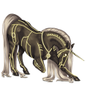Licorne de selle Appaloosa Leopard Noir