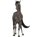 Reitpferd Mustang Wenige schwarze Flecken