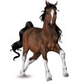 Cavallo da tiro Cavallo da parata Baio