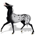 Riding Horse Knabstrupper Black Snowflake 