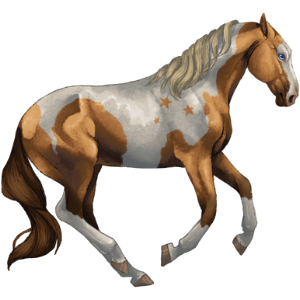 Reitpferd Argentinischer Criollo Brauner mit Tovero-Scheckung 