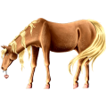 Riding Horse Thoroughbred Chestnut
