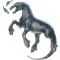 Cheval de trait Drum Horse Pie Tovero Noir