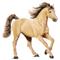 Cheval de selle Mustang Isabelle