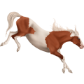 Cheval de selle Bai Brûlé